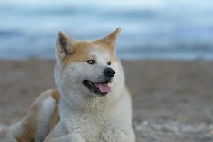 如何训练秋田犬追踪不知迹线？（以宠物为主的追踪训练技巧）