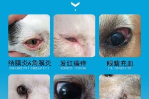 眼屎问题困扰的猫咪，急需合适药物（解决眼屎问题，提高猫咪的眼部健康）