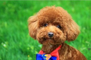 如何养护你的贵宾犬（以爱之名，用心呵护你的宠物伙伴）