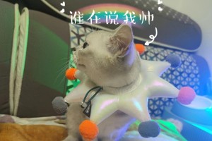 猫与伊丽莎白（探索猫为何要戴伊丽莎白，揭开其中的奥秘）