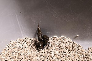 猫瘟大便的颜色及其意义（揭秘猫瘟大便的颜色变化与健康状况）