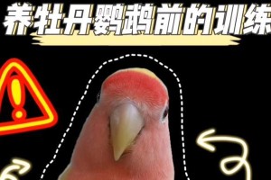牡丹鹦鹉拉稀的原因及预防措施（了解拉稀原因，守护牡丹鹦鹉健康）