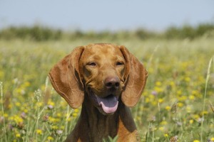 如何正确饲养维兹拉犬？（打造忠实可靠的宠物伙伴）