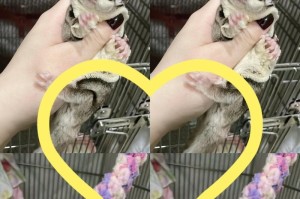 蜜袋鼯的叫声与其含义（揭示蜜袋鼯叫声背后的意义）