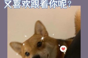 为什么狗不跟着我？（探索狗狗的行为与动机）