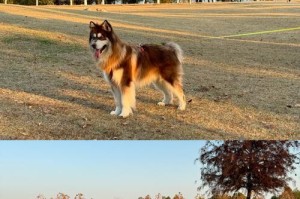 小狗与大狗的接触时间（建立友好关系的关键是逐步引导）