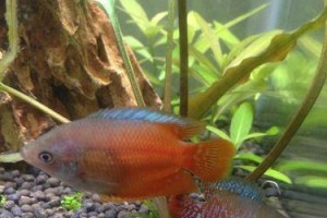 如何饲养玻璃猫（一份详细的饲养指南）