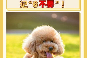 正确饲养泰迪，让它健康快乐成长（日常注意事项与养护技巧，）