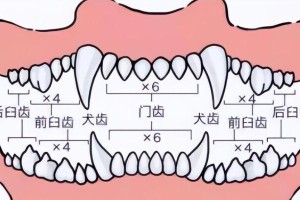 狗牙齿护理的重要性（狗狗口腔健康是关键，了解狗有多少牙齿！）