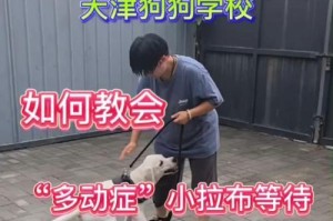 如何训练一只优秀的拉布拉多？（以宠物为主，让您的拉布拉多成为您最好的伙伴）