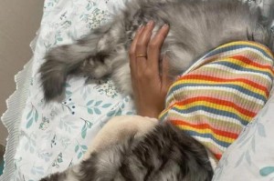 以伯恩山犬舔爪子怎么了？（探寻狗狗舔爪子的原因与解决方法）