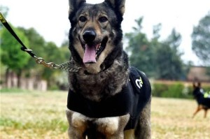 探索警犬的品种多样性（以德国牧羊犬为主的警犬种类）