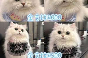 金吉拉猫垫的色彩魅力（探索金吉拉猫垫丰富多彩的色彩世界）
