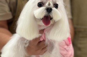 约克夏怀孕期间的饮食指南（关于怀孕的约克夏犬应该吃些什么？饮食对犬只健康的重要性）