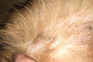 如何治疗患有皮肤癣的宠物犬（皮肤癣的症状、病因与治疗方案）