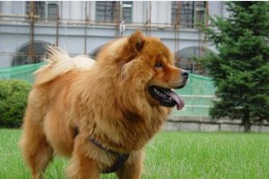 如何以松狮训练宠物（分享松狮训练宠物的成功经验）