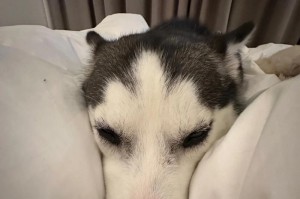普通的哈士奇——了解这个受欢迎的宠物犬（探寻哈士奇的品种特点、饲养要点和训练方法）