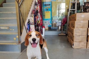 比格犬体臭的原因及去除方法（让你的爱宠散发清新气息的秘诀）