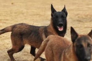 以马犬几个月训练最好的秘诀（让你的宠物马犬变身高级犬只，训练从此易如反掌）