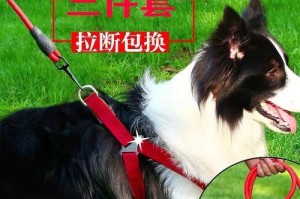边牧犬洗澡小指南（选择合适的沐浴露，给你的边牧犬带来舒适洗澡体验）