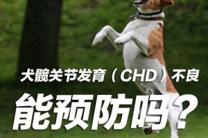 金毛犬CHD（了解金毛犬CHD的发病原因和预防措施，保护宠物健康）
