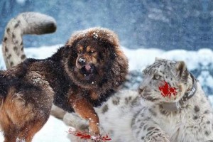 如何训练藏獒？——四种简单方法解析（打造忠诚宠物的秘诀，训练藏獒从我做起）