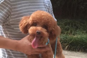泰迪犬之死——人用药可致命的警示（以宠物为主，勿让药物伤害无辜生命）