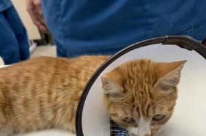 收养流浪猫的重要检查事项（细致入微的流浪猫收养前的必要检查）