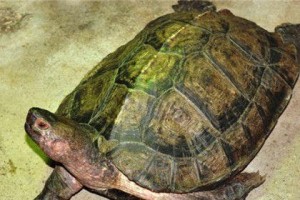 亚洲巨龟饲养指南（从购买到饲养，让你成为亚洲巨龟专家！）