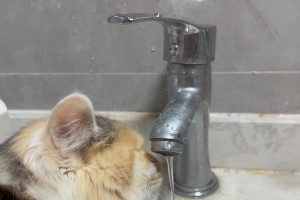 奇妙的水中猫（探索水中猫的神秘世界）
