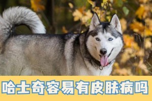宠物狗生病了，如何判断与应对？（掌握关键症状，及时寻求兽医帮助）