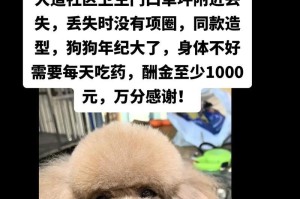 泰迪跑丢的原因探究（迷失的泰迪与它的冒险之旅）