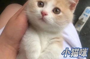 用300元月均开支养一只可爱的英短猫（轻松拥有快乐猫咪生活，）