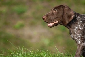 以德国短毛指示犬为伴，培养专业犬主的养犬指南（掌握训练技巧，打造安静健康的犬居环境）
