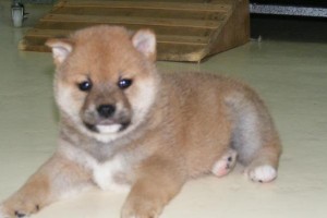 柴犬售价50元？为什么如此便宜（揭开柴犬价格低廉背后的原因）