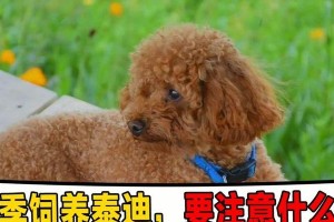 泰迪孕期的注意事项（关爱泰迪宝宝，从孕期开始）