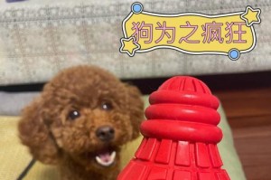 狗狗眼白呈现红色，可能的原因及处理方法（探寻狗狗眼白呈现红色的相关问题，帮助宠物主人正确应对）