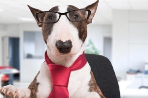 探寻记忆力超群的犬类（揭开最强记忆的狗的神秘面纱）
