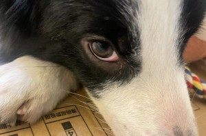 边牧太瘦的原因及解决方法（探究边牧体重不足的原因，为你的爱犬提供健康的解决方案）