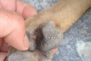 揭秘狗狗悬趾的起源与特点（从历史到现实，了解狗狗悬趾的秘密）