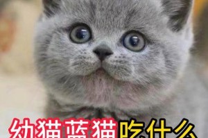 以英短吃什么壮（为你的英短提供健康饮食方案）