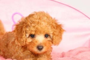 关于泰迪犬3-6个月关键期的全面养护指南（关键期养护要点及注意事项，让你的泰迪犬健康快乐成长！）