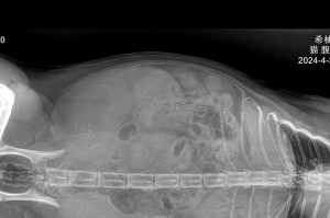猫的怀孕期及产仔周期（探究猫咪的孕育奥秘与喜悦）