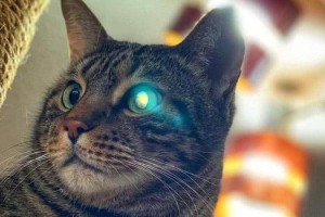 猫的眼睛之奇妙功能（探秘猫眼的神奇能力及其应用领域）