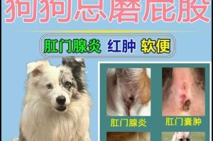 狗狗的肛周炎问题解析（了解肛周炎的病因、症状和治疗方法，让你的爱犬健康无忧）