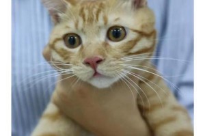 猫为何会流泪？（解析猫流泪的原因及如何应对）