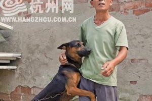 狗生殖器官的结构与功能（探索狗生殖器官的奥秘）