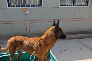 以马犬养什么颜色的好？（探索以马犬的颜色选择与影响）
