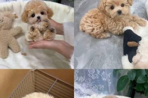 泰迪犬的价格和挑选注意事项（纯种泰迪的价格是多少？如何正确挑选一只泰迪犬？）