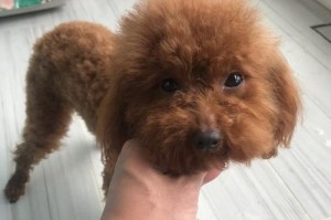 泰迪宠物饲养秘诀-无跳蚤不吃醋（掌握宠物饲养技巧，让泰迪健康快乐）